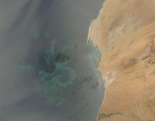 Dust and Phytoplankton