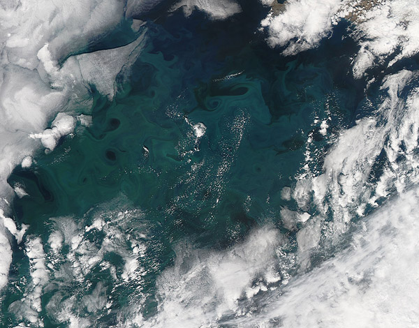 Phytoplankton bloom in the North Atlantic Ocean