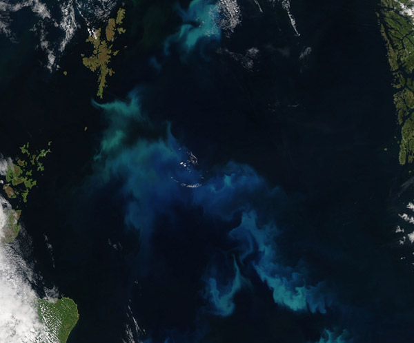 Phytoplankton blooms in the North Sea