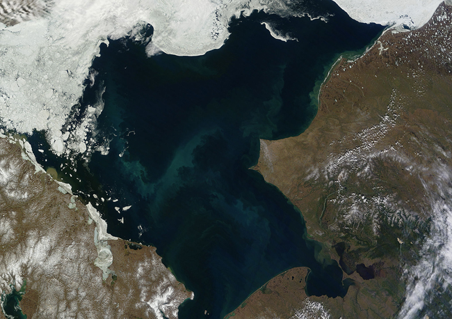 Phytoplankton bloom in the Chukchi Sea