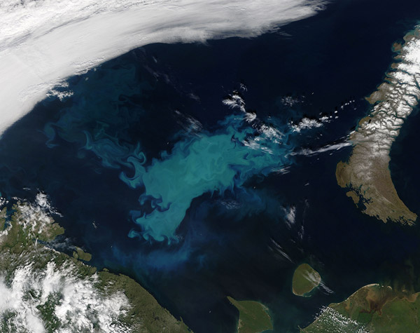 Phytoplankton bloom in the B