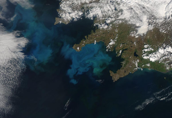 Phytoplankton Bloom off Iceland