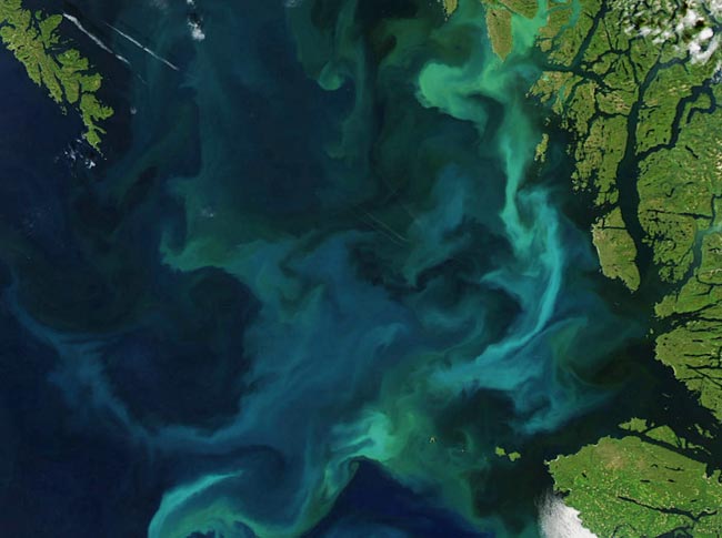 Phytoplankton bloom off British Columbia