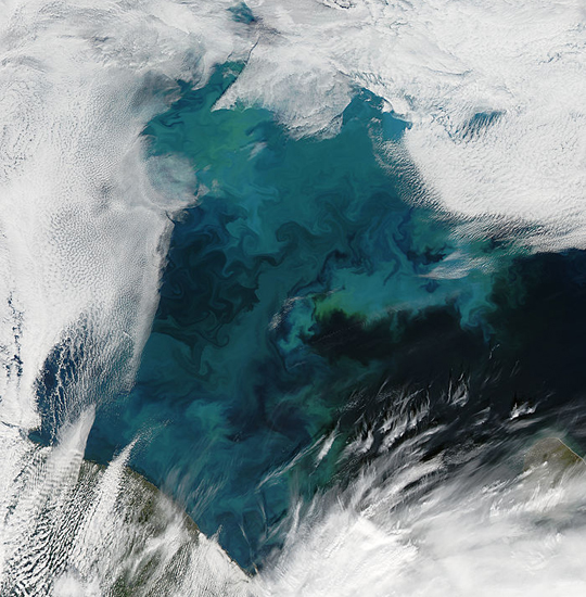 Phytoplankton bloom in the Barents Sea