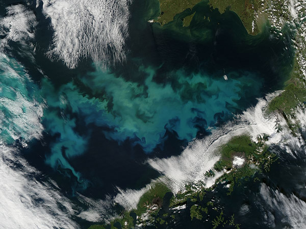 Phytoplankon bloom in the Bering Sea