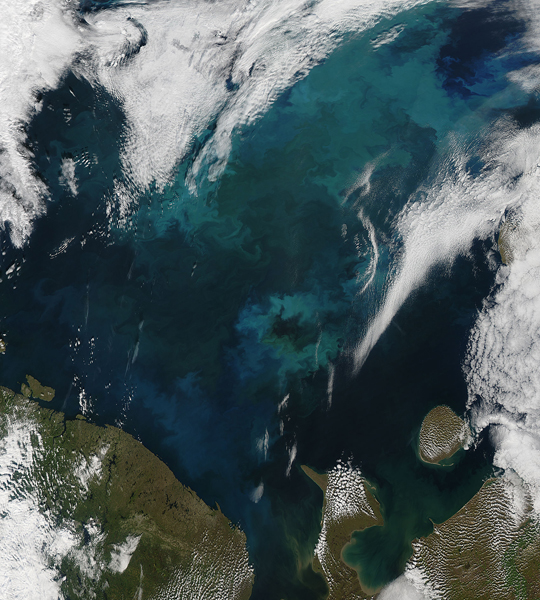 Phytoplankton bloom in the Barents Sea