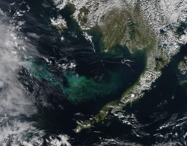 Phytoplankton Bloom off Alaska