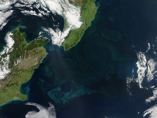 Phytoplankton bloom off New Zealand